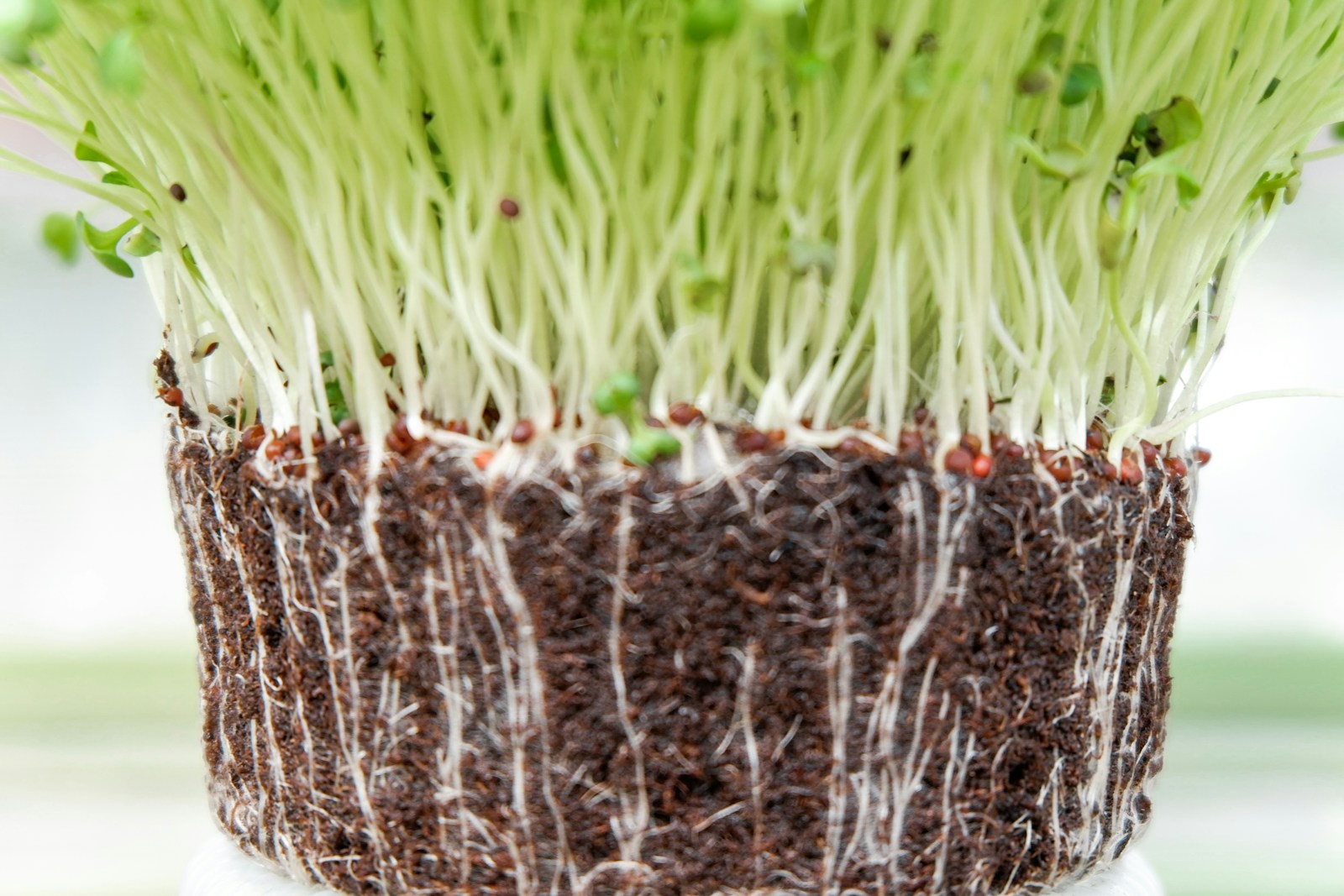 Amaranthus microgreens by Ojas Microgreens Bengaluru