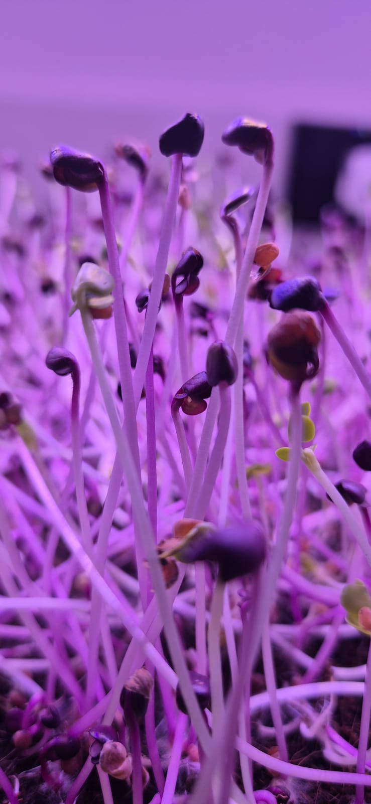 Fresh microgreens by Ojas Microgreens, Bengaluru