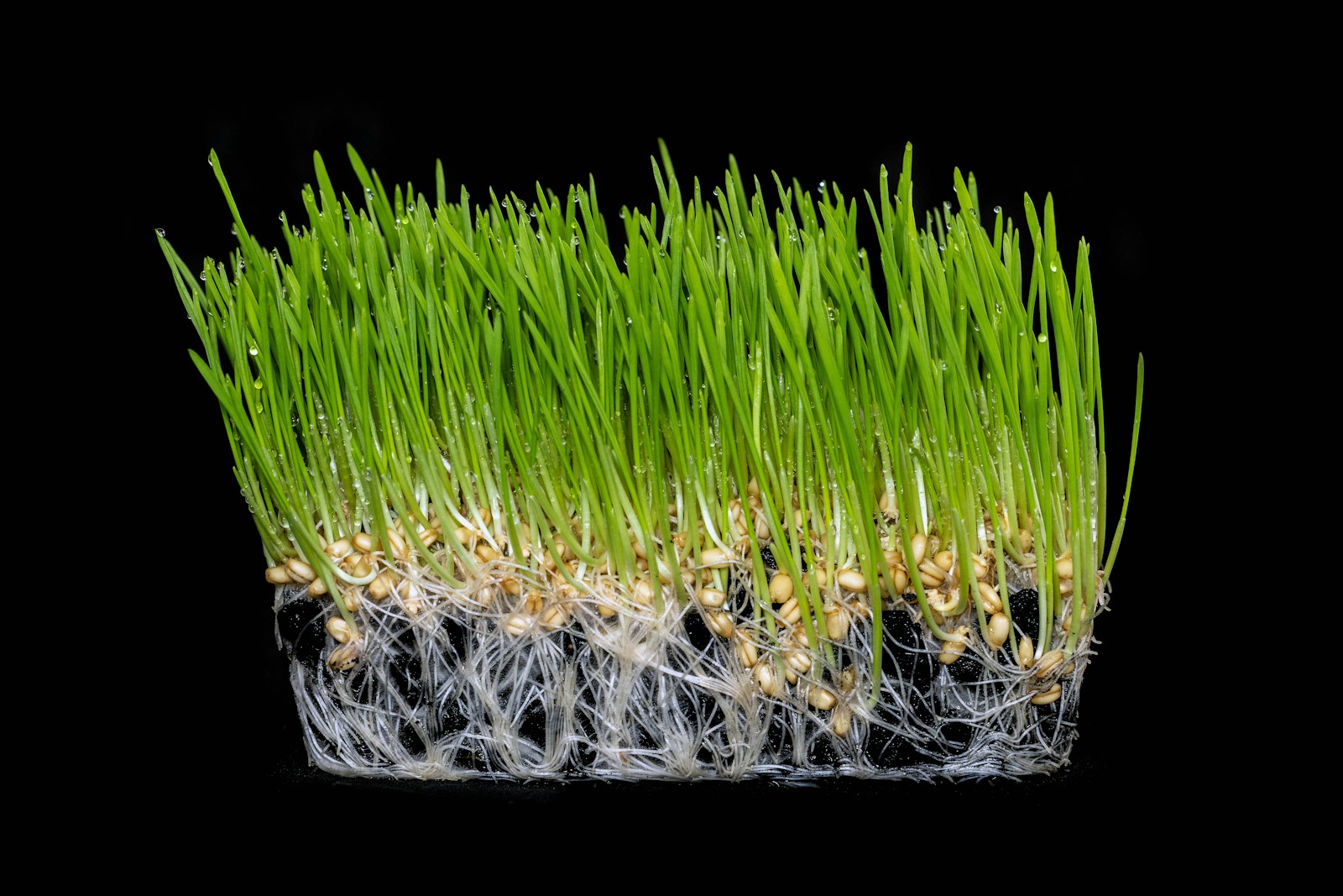 Wheatgrass by Ojas Microgreens Bengaluru